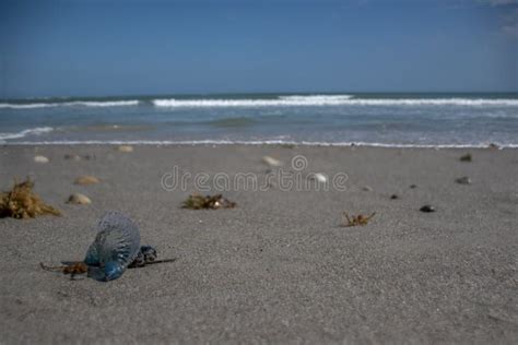 Jellyfish On Cocoa Beach Florida Stock Photo Image Of Sunny Wave