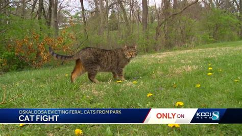 Cat Fight Woman At Odds With Iowa City Over Feral Cats
