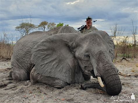 Discounted Elephant Hunt In The Caprivi Namibia 2022