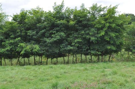 Black Locust A Tree With Many Uses Cornell Small Farms