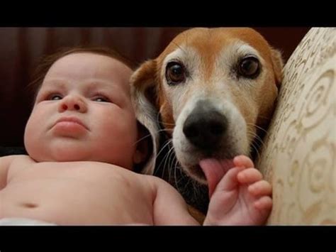 Dogs And Cats Protecting Babies Cute Animal Compilation
