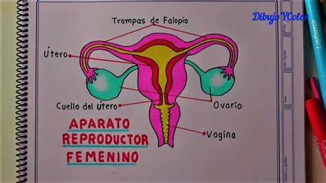 Sistema Reproductor Femenino Y Masculino Interactive Worksheet Porn The Best Porn Website