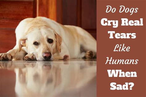 Can Dogs Cry Tears Of Sadness