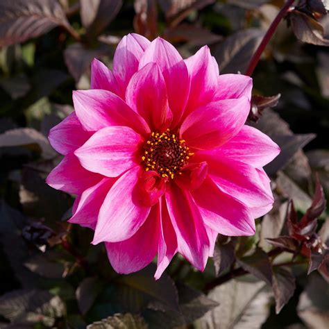 Dahlie Fascination Dahlia Fascination Günstig Kaufen