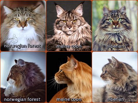 About The Norwegian Forest Cats Arashi Norwegian Forest
