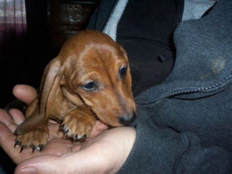 Posted on november 24, 2020 by. MINIATURE DACHSHUND PUPPIES, AKC for Sale in Alpine ...