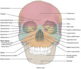 In the neurocranium these are the occipital bone, two temporal bones, two parietal bones, the sphenoid. The Skull - Anatomy & Physiology