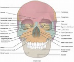 The Skull · Anatomy and Physiology