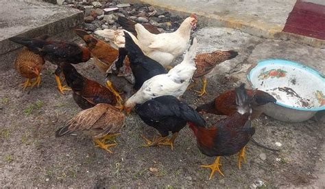 Cara Ternak Ayam Kampung Untuk Pemula Modal Minim Untung Besar