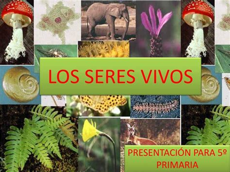 Ppt Los Seres Vivos Powerpoint Presentation Free Download Id2361967