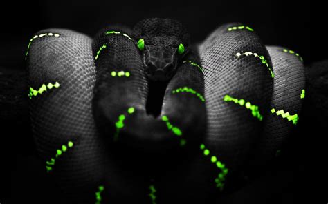 Maybe you would like to learn more about one of these? Black Mamba Wallpapers - Wallpaper Cave