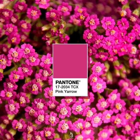 Pink Yarrow Spring 2017 Pantone Brown Pantone Pantone Pink Pantone