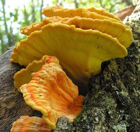 30 Best Images About Edible Mushrooms Ontario On