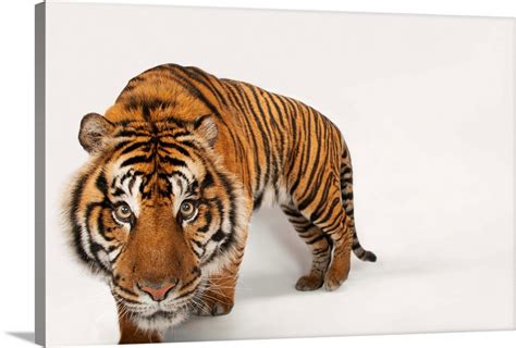 An Endangered Sumatran Tiger At The Miller Park Zoo Wall Art Canvas
