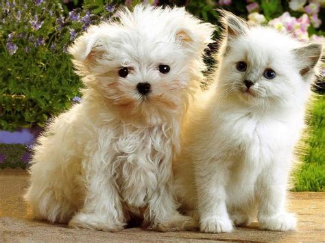 Kittens And Puppies New Photos Funny And Cute Animals