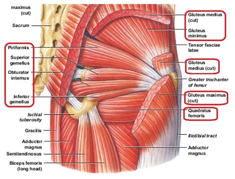 Week Gluteal Muscles Diagram Quizlet