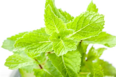 Mint Leaves Close Up Stock Photo Image Of Farming Country 18374128