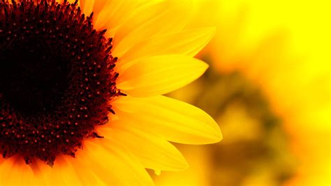 Cute Sunflower Desktop Wallpapers Top Free Cute Sunflower Desktop
