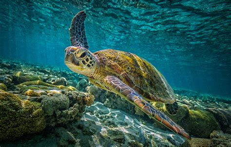Wallpaper Underwater Sea Sea Turtle Images For Desktop Section