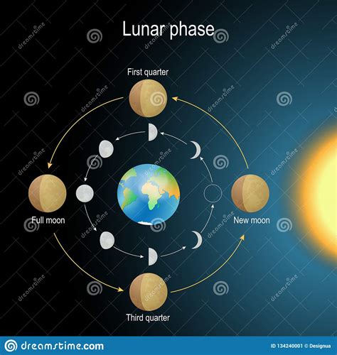 Phase Lunaire Phase De La Lune Illustration De Vecteur Illustration