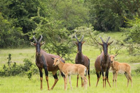 10 National Parks To Visit In Uganda Uganda National Parks