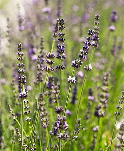 23 Top Lavender Varieties For Filling Your Garden With Color And