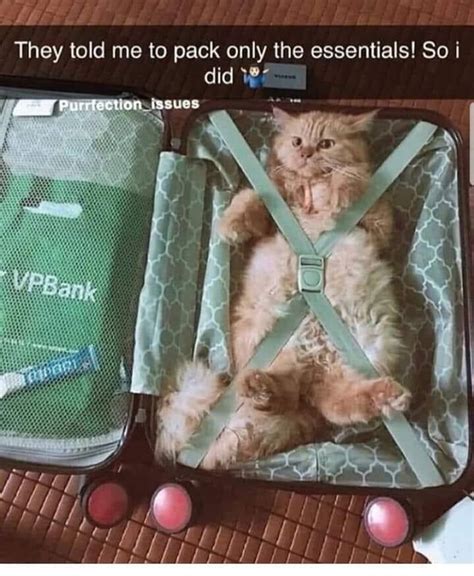 They Told Me To Pack Only The Essentials So I Packed My Cat Keep Meme