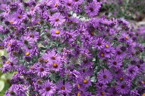 Purple Aster Varieties Choosing And Growing Asters That Are Purple