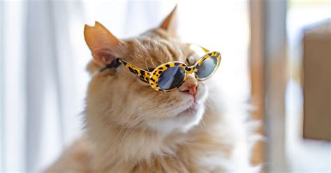 Cats Wearing Glasses