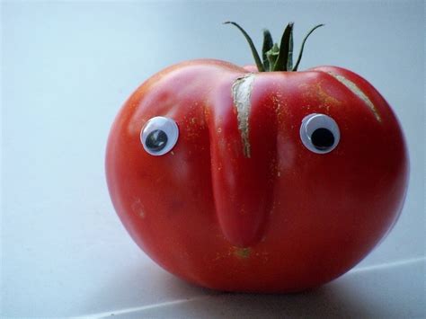 Mister Tomato Tomato Funy Animals Stupid Funny