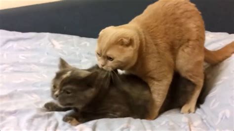 Ridiculous Cats Mating Loud Youtube