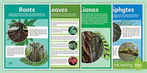 What Plants Grow In The Rainforest Adaptations Posters