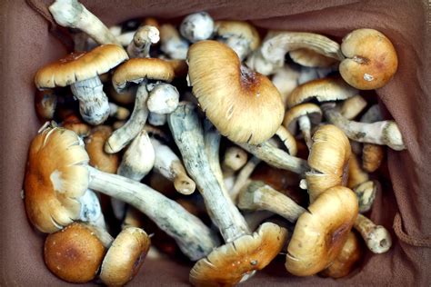 Oregon To Vote On Legalizing Psychedelic Mushrooms Creating