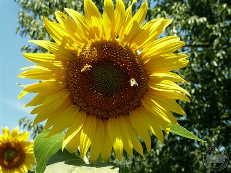 While there is less rainfall and therefore water, sunflowers have some experts like to get a head start and are known to plant their sunflower seeds in the winter, planting the seeds inside in pots. Sunflower Hunt in Italy - Tuscany Sunflowers in Bloom