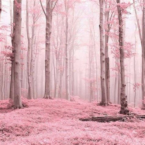 A Pink Forest Filled With Lots Of Trees