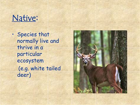 Ppt Roles Of Species In Ecosystems Powerpoint Presentation Free
