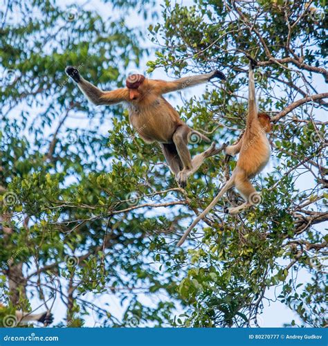 The Proboscis Monkey Is Jumping From Tree To Tree In The Jungle