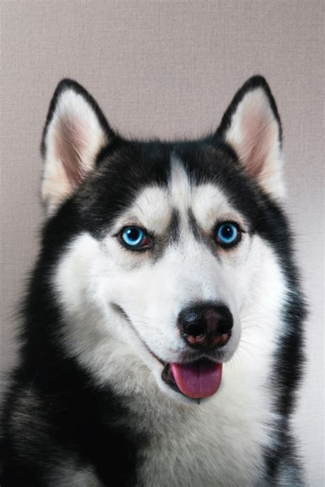 Portrait Happy Emotion Husky Dog Siberian Husky Black And White Color