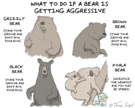 A Bears Guide Tumblr Hot Sex Picture