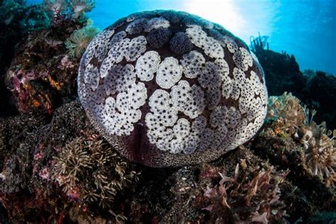 Pincushion Starfish Culcita Novaeguineae Found In Tropical Waters Of The Indo Pacific This