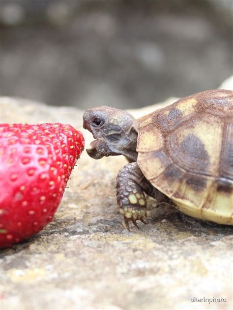 Photograph Of A Baby Turtle Eating A Strawberry Iphone Case And Cover