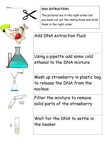 Lab activity general biology strawberry dna extraction 1. 30 Strawberry Dna Extraction Worksheet - Worksheet ...
