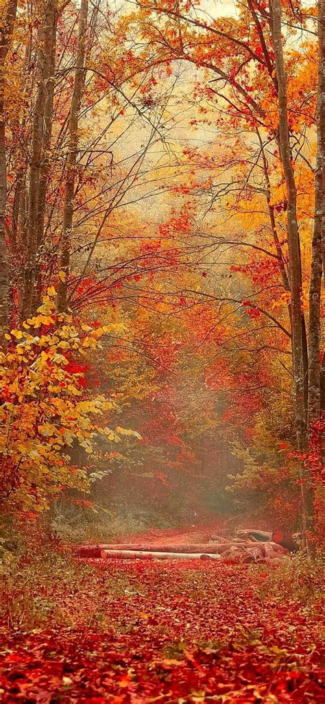 Iphone X Wallpaper Autumn Forest Foliage Hd Autumn Forest Best