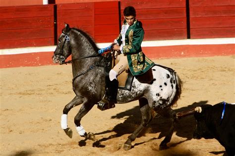 Em moura nasceu, cresceu e viveu. Miguel Moura | Animals, Horses