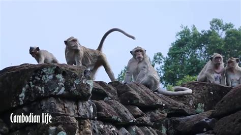 Amazing Monkeys Meeting At Angkor Thom Temple Amazing Baby Monkeys