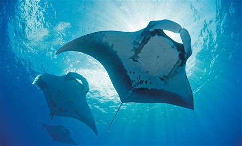 First Manta Ray Nursery Found In The Gulf Of Mexico