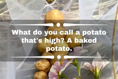 70 Funny Potato Jokes Puns And Sayings That Are Loaded With Humour