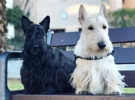 Scottish Terrier Breed Information Guide Quirks Pictures