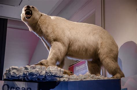Polar Bear At Smithsonian Museum Of Natural History Flickr