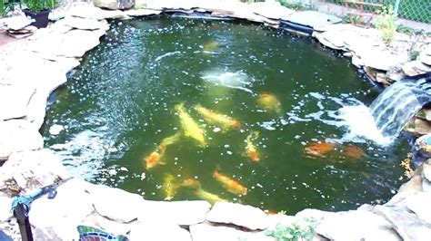 For most people, limiting yourself to one koi per 250 gallons of pond water is still conservative assuming you have a quality life support system on the. 5,000 gallon and 350 gallon ponds - YouTube